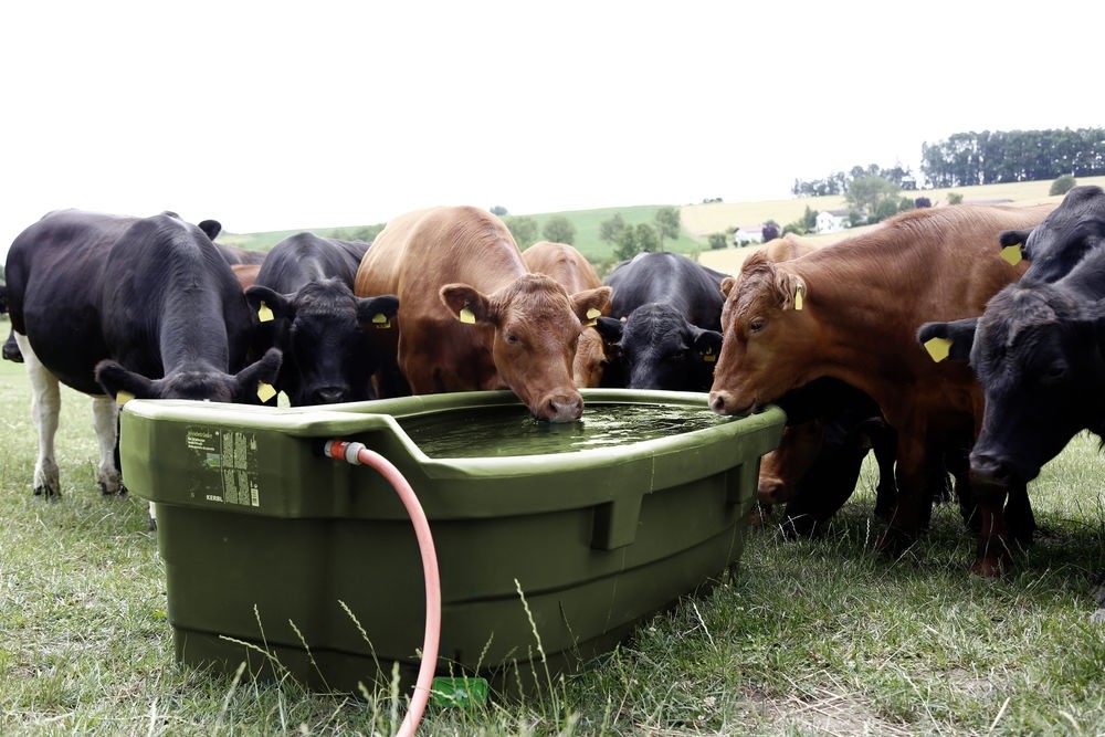 Avantajele si caracteristicile adapatorilor pentru vaci – tot ce trebuie sa stiti!