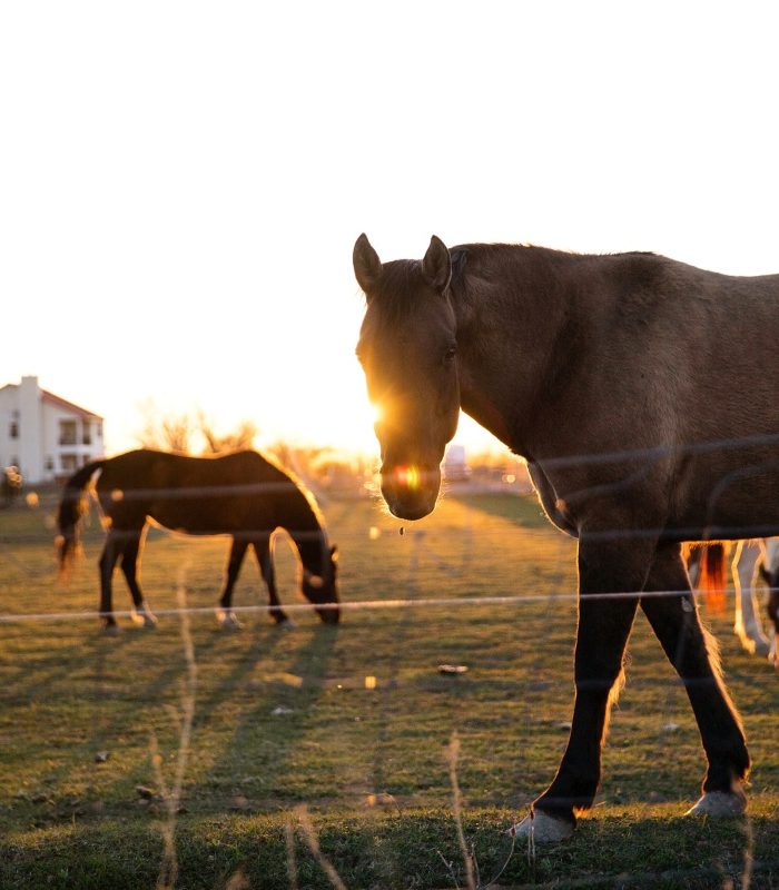 Cum creezi cele mai bune condiții pentru caii tai
