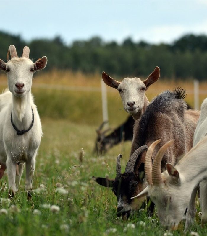 Cresterea caprelor: Sfaturi si recomandări