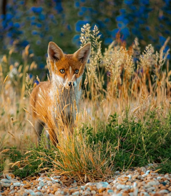 Cum sa tii la distanta animalele salbatice. Cele mai eficiente masuri de precautie