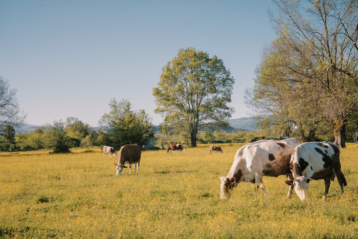 Eco-scheme zootehnie 2026: ce trebuie să știe crescătorii de bovine înainte să depună cererea APIA