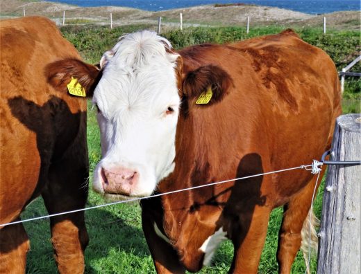 Ingrijirea ongloanelor la vaci – produse si recomandari