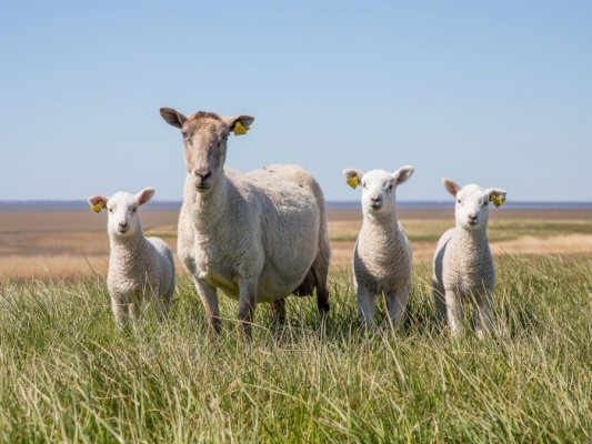 Ingrijire si riscuri in perioada gestatiei la oi