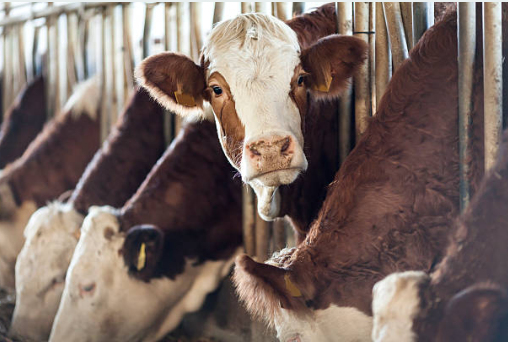 Hranirea viteilor cu lapte – mai usoara cu automatul Alma Pro