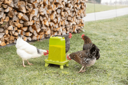 Idei de hrănitoare pentru găini, pui și alte păsări. Cele mai bune produse