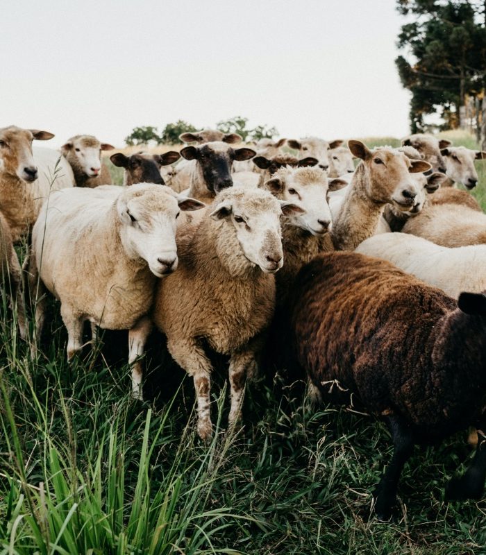 Tot ce trebuie sa stii despre cresterea oilor