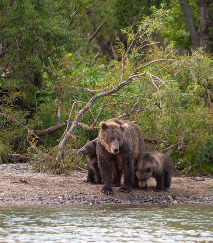 Ce sa faci daca te intalnesti cu ursul si alte solutii utile ca sa ii eviti