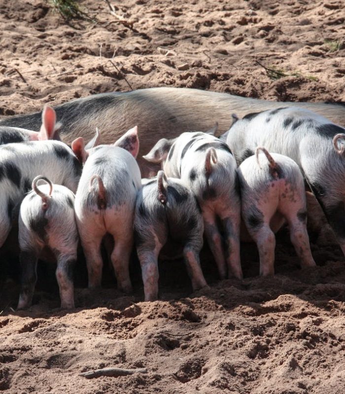 Ghid complet despre cresterea purceilor: furajarea dupa intarcare si alte sfaturi utile