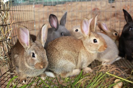 Ce mananca iepurii? Cum eviti problemele gastrice ale acestor rozatoare?