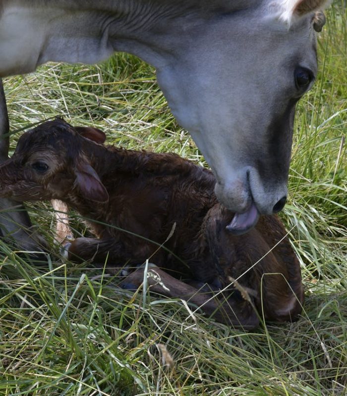 Fatarea la vaci: calendar gestatie, ingrijirea vacilor si probleme comune