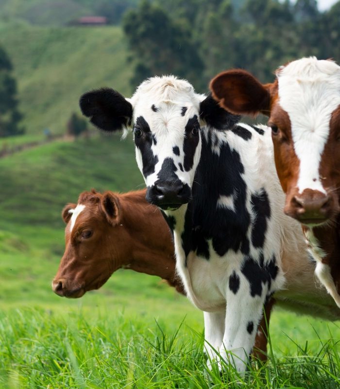 Care sunt bovinele care dau cantitati mari de lapte