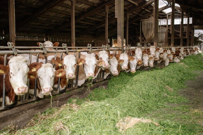 Bolile animalelor de ferma: bovine, porci, oi si masuri de preventie
