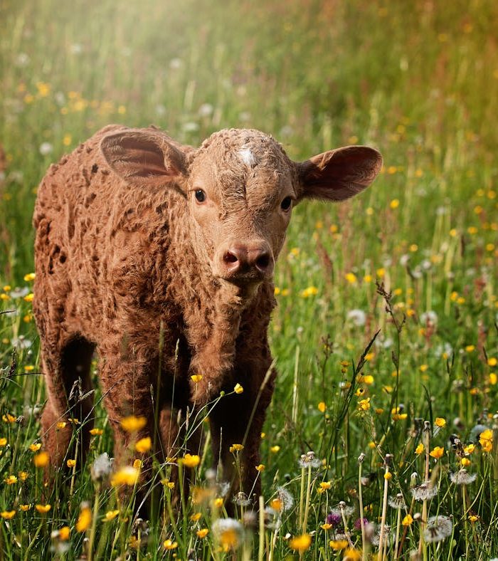 Diareea la vitei. Tratamente si remedii naturiste eficiente