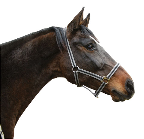 Ingrijirea Cailor Ingrijirea Cailor