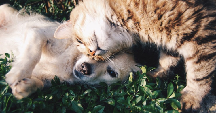 Cresterea animalelor de companie