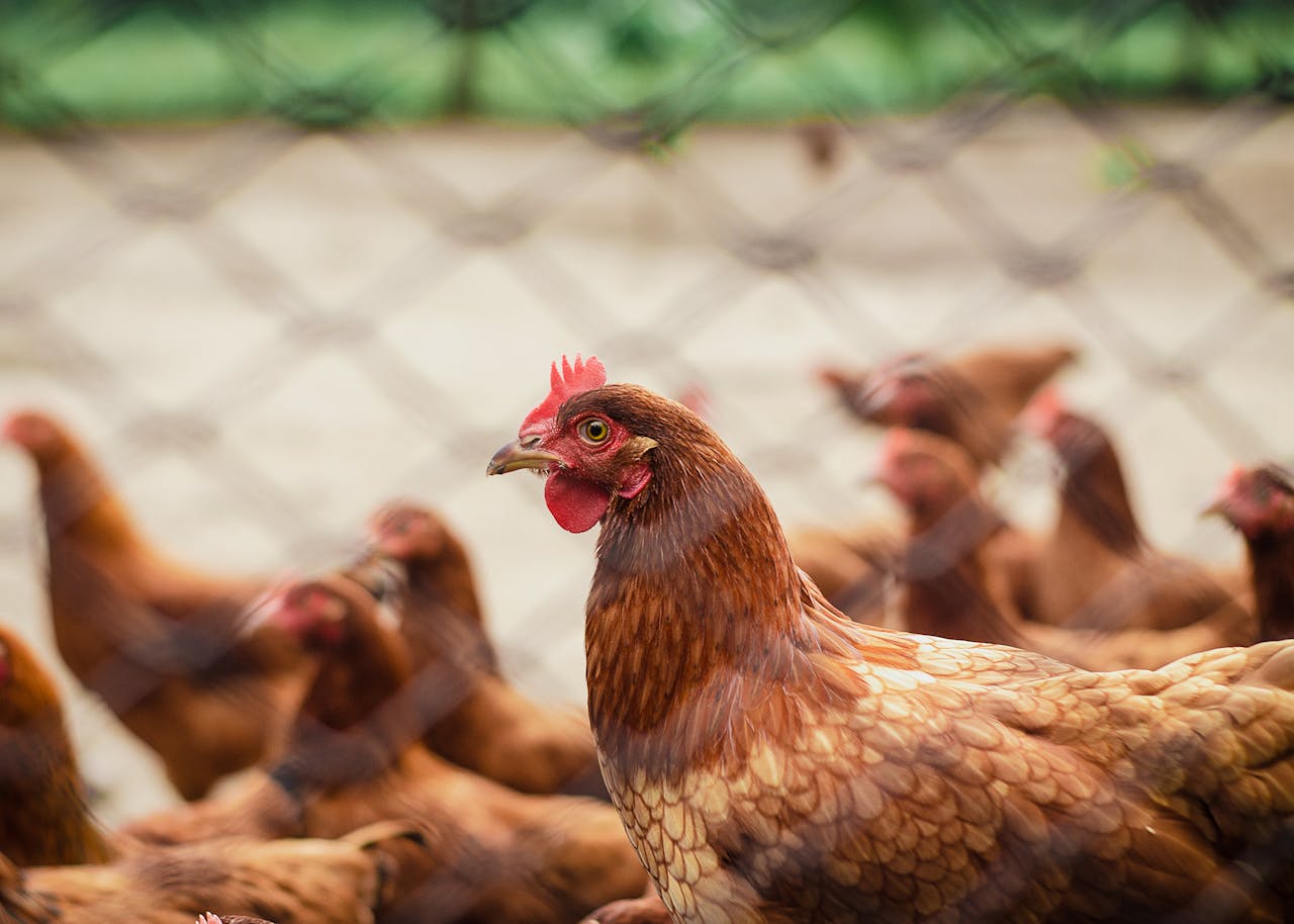 Coccidioza la pasari. Simptome, tratament si masuri preventive