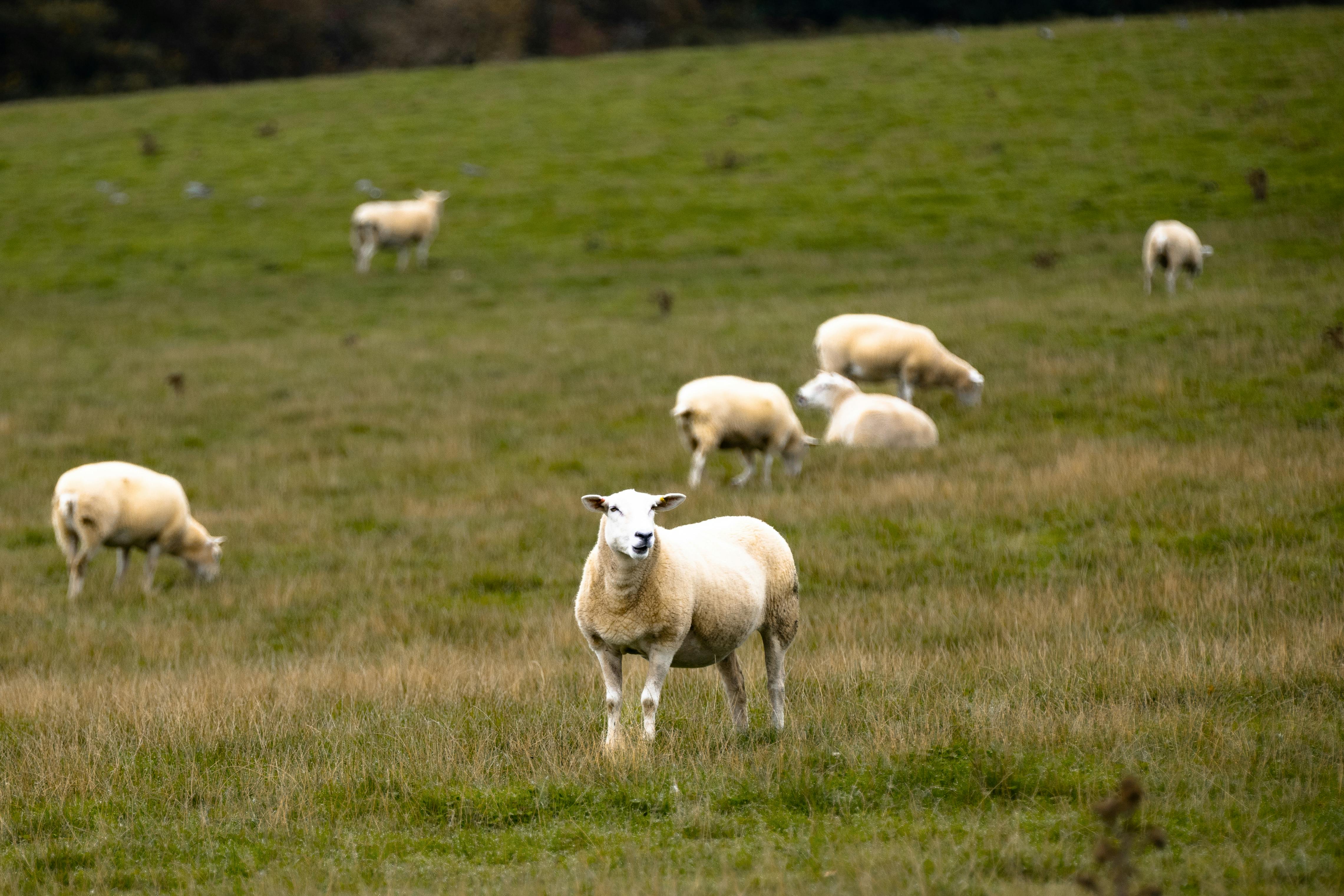 Ce deparazitări se fac primăvara la bovine, ovine și caprine?