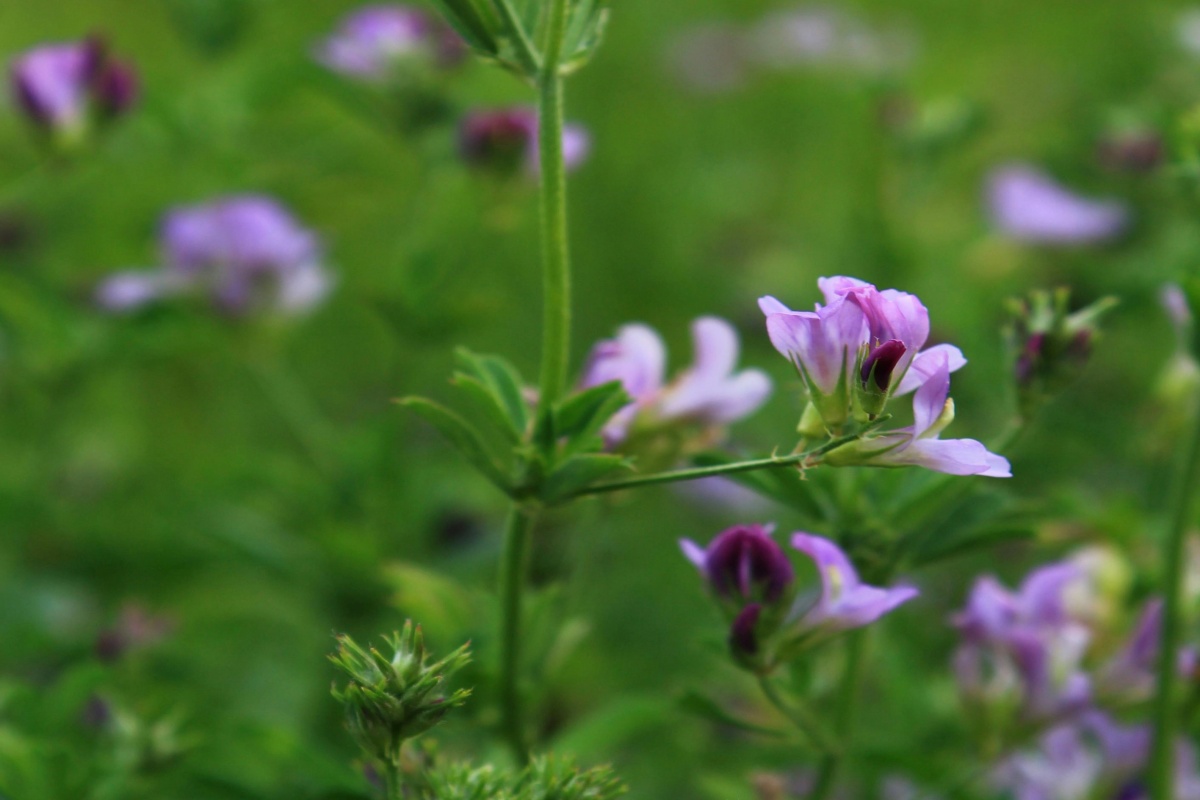 Cultivarea lucernei. Ghid pentru o productie optima