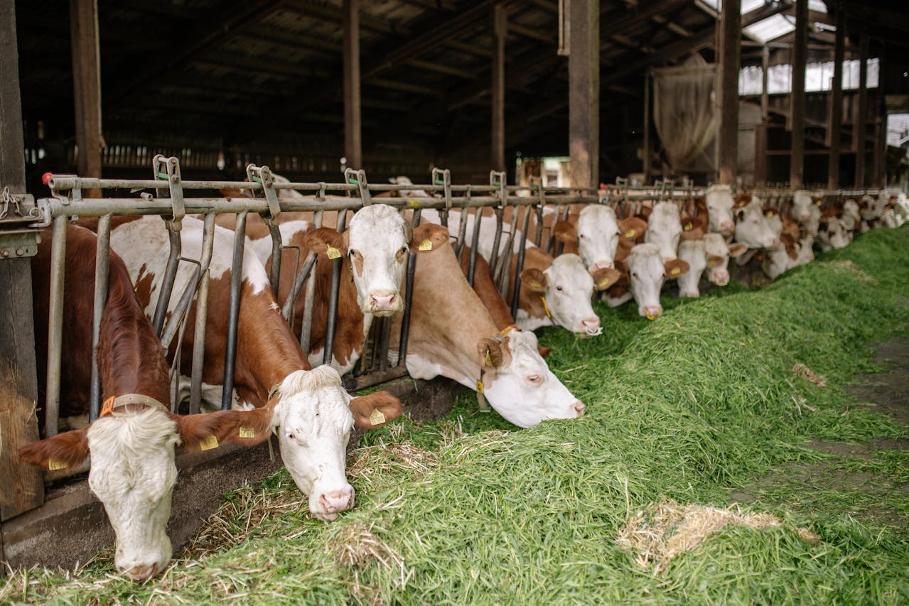 Conservarea furajelor: înfoliere, inoculare, depozitare corectă și alte aspecte-cheie