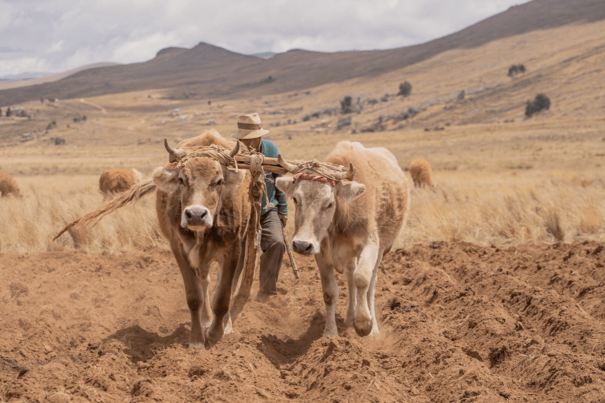 Ajutor de până la 50.000 de euro pentru crescătorii de bovine! Ce trebuie să știe fermierii