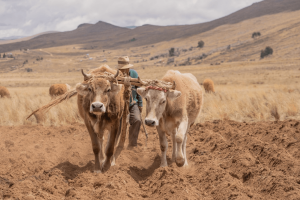 Ajutor de până la 50.000 de euro pentru crescătorii de bovine! Ce trebuie să știe fermierii