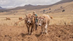 Ajutor de până la 50.000 de euro pentru crescătorii de bovine! Ce trebuie să știe fermierii