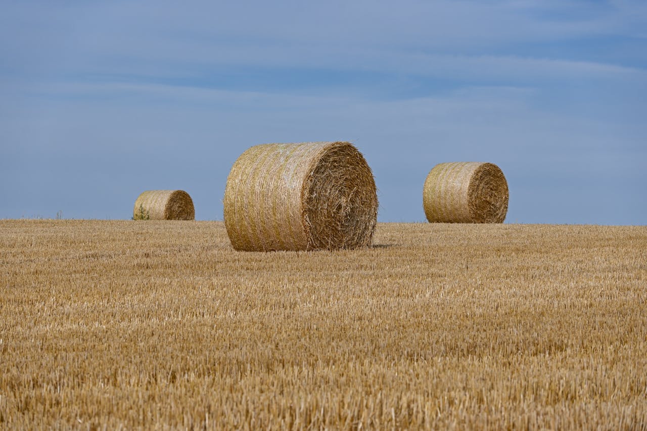 Subvenții APIA 2026: ghid complet pentru fermierii care vor să depună corect cererea de plată