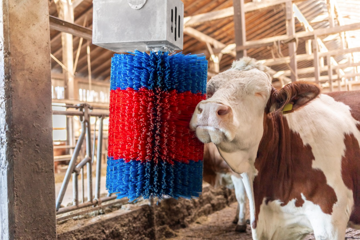 Vaca care se bucura de peria montata in grajd