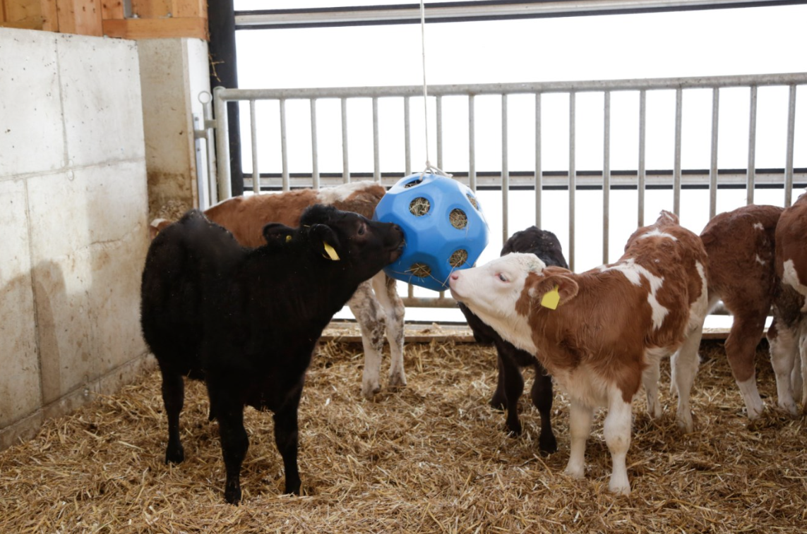 Vitei care se joaca cu mingea