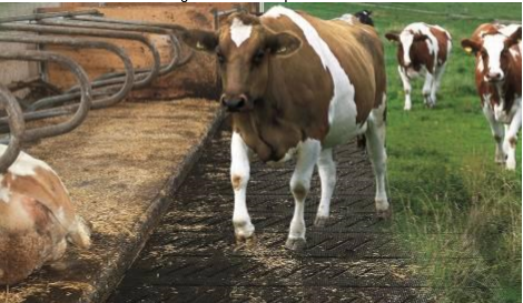 covor-cauciuc-vaci-confortabil