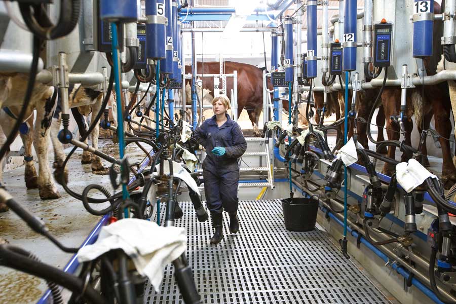 aparate de muls pentru vaci