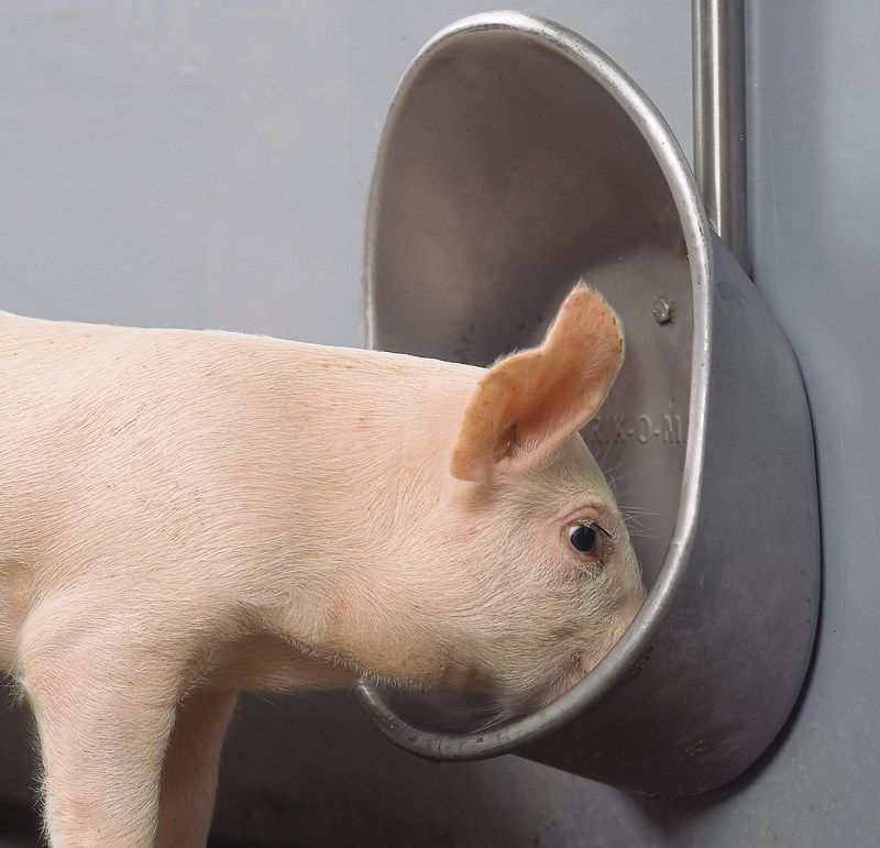adapatori porci