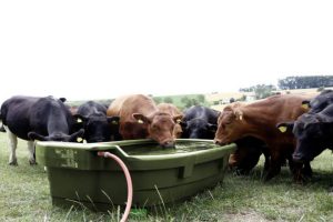 adapatoare pasune vaci